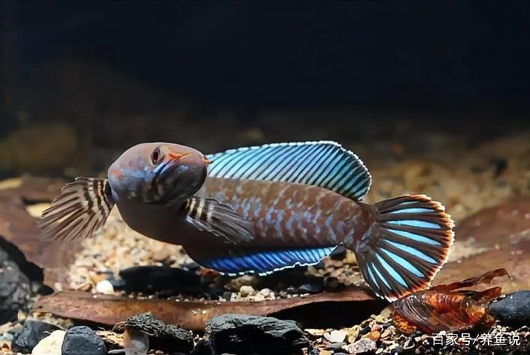 雷龍魚素材版權費用一般多少？（雷龍魚素材版權費用多少錢華律版權保護中心收費標準）