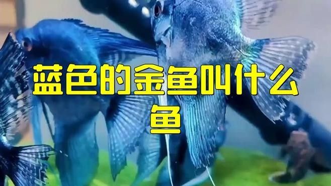 藍(lán)龍睛魚有哪些特點（關(guān)于藍(lán)龍睛魚的一些特點）