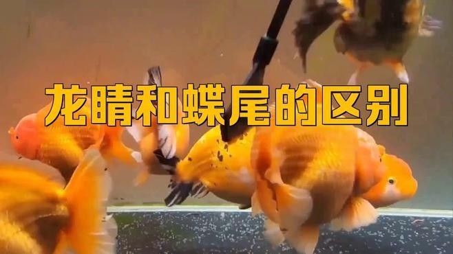 藍(lán)龍睛魚有哪些特點（關(guān)于藍(lán)龍睛魚的一些特點）