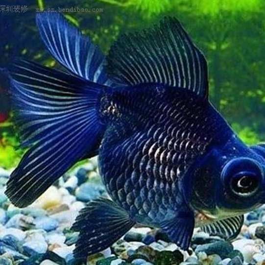 藍(lán)龍睛魚有哪些特點（關(guān)于藍(lán)龍睛魚的一些特點）