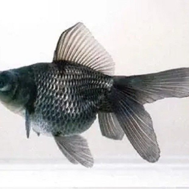 藍(lán)龍睛魚有哪些特點（關(guān)于藍(lán)龍睛魚的一些特點）