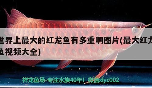 世界上最大的紅龍魚有多重啊圖片(最大紅龍魚視頻大全)（世界上最大的紅龍魚有多重） 世界上最大的紅龍魚有多重啊圖片(最大紅龍魚視頻大全)（世界上最大的紅龍魚有多重） 觀賞魚百科