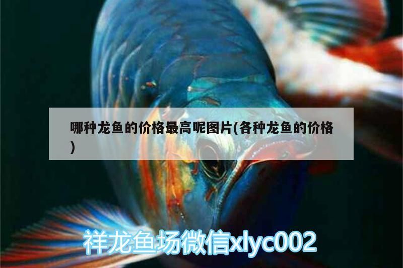 哪種龍魚的價(jià)格最高呢圖片(各種龍魚的價(jià)格)（哪種龍魚的價(jià)格最高）