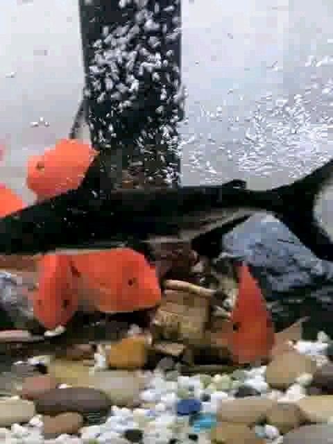 成吉思汗鯊魚和什么魚混養(yǎng)比較好（成吉思汗魚混養(yǎng)建議）
