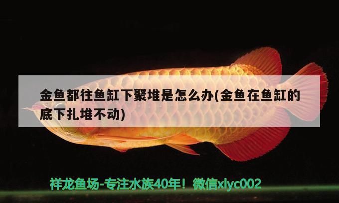 金魚都往魚缸下聚堆是怎么辦(金魚在魚缸的底下扎堆不動)（金魚在魚缸底下扎堆不動、金魚都往魚缸下聚堆怎么辦）
