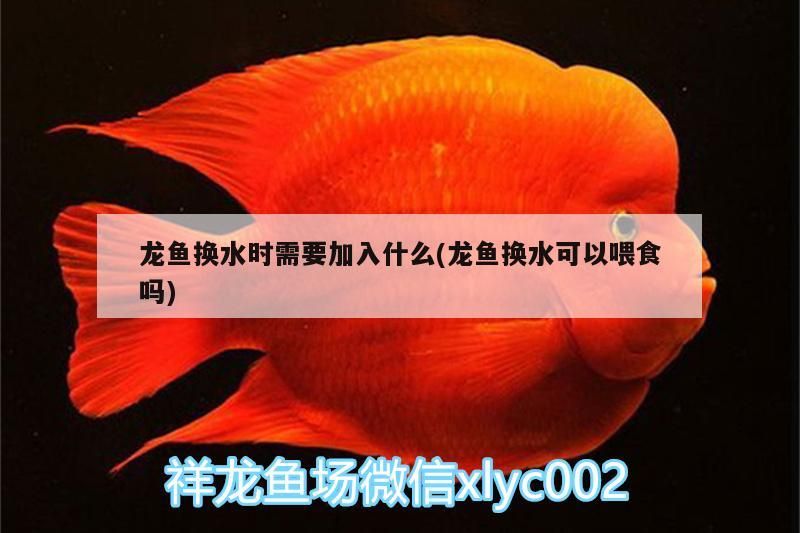 龍魚換水時需要加入什么(龍魚換水可以喂食嗎)
