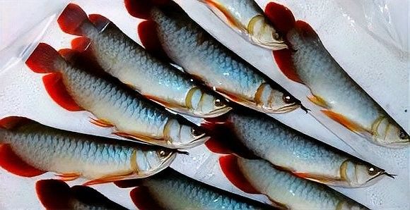 如何判斷龍魚是否新鮮？（如何判斷龍魚是否新鮮）