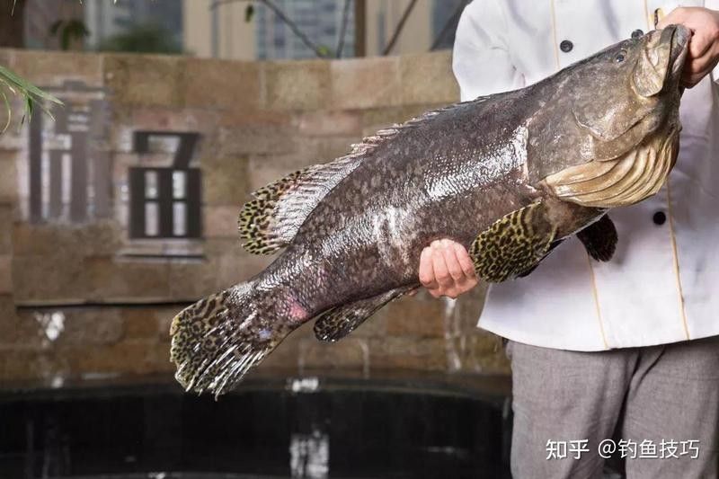 龍魚在哪里可以釣到（釣魚技巧：龍魚喂食四大最靠譜選擇）