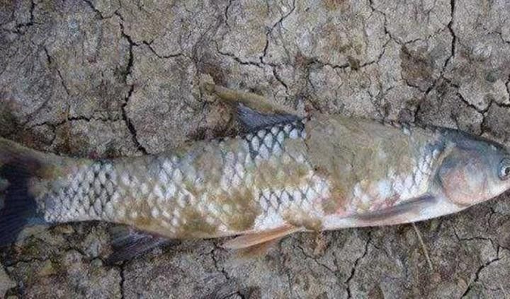龍魚一周喂幾次雞肉合適，魚一周的喂養次數取決于其體型和活動水平和活動水平