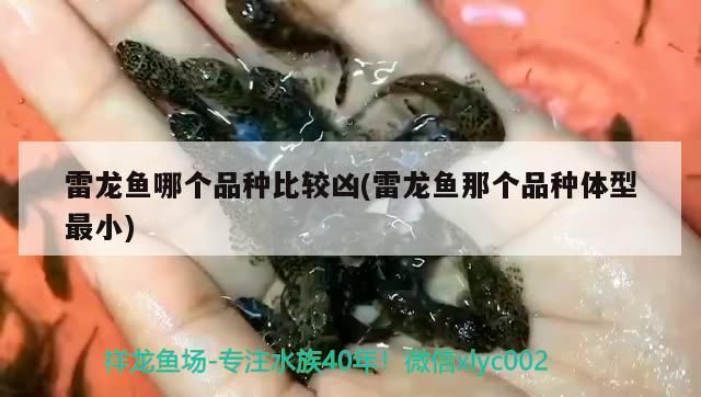 雷龍魚哪個品種比較兇(雷龍魚那個品種體型最小)（雷龍魚哪個品種比較兇）