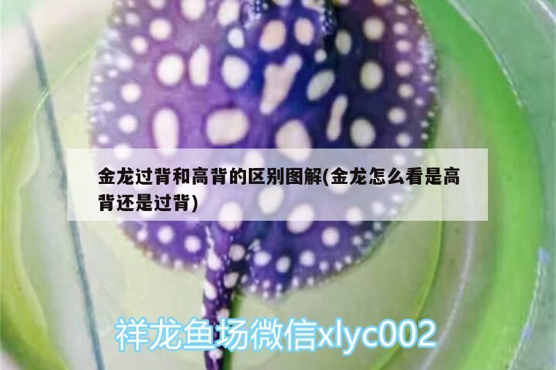金龍過背和高背的區別圖解(金龍怎么看是高背還是過背)（金龍魚和過背和高背和高背的區別圖解，過背和高背的區別）