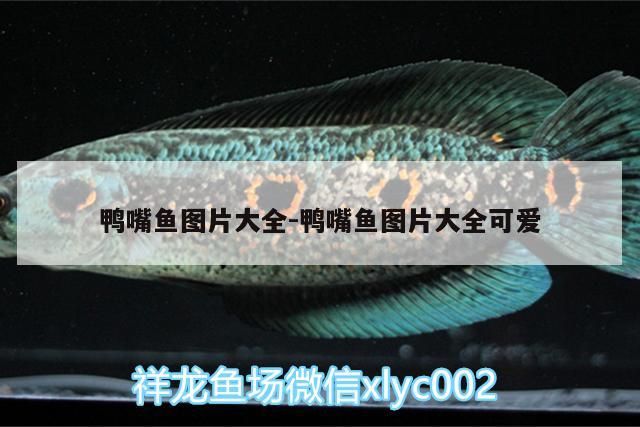 鴨嘴魚圖片大全:鴨嘴魚圖片大全可愛（關(guān)于鴨嘴魚圖片大全和鴨嘴魚圖片大全和鴨嘴魚圖片大全）