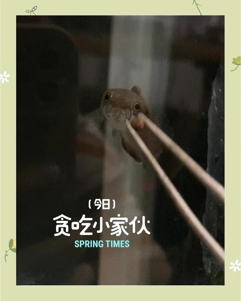 雷龍魚最低能耐多少度（雷龍魚的最低耐溫能力） 雷龍魚最低能耐多少度（雷龍魚的最低耐溫能力） 龍魚百科 第5張