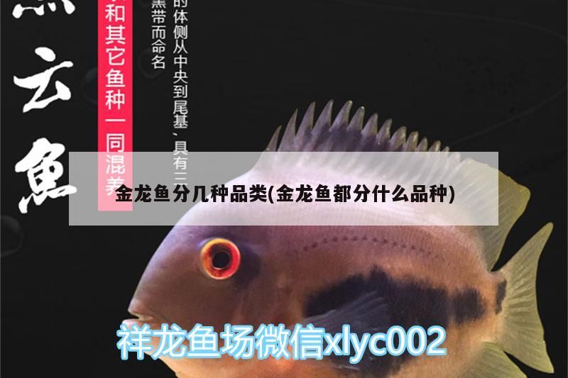 金龍魚分幾種品類(金龍魚都分什么品種)（金龍魚分幾種常見的金龍魚分幾種品種，金龍魚分幾種品類）