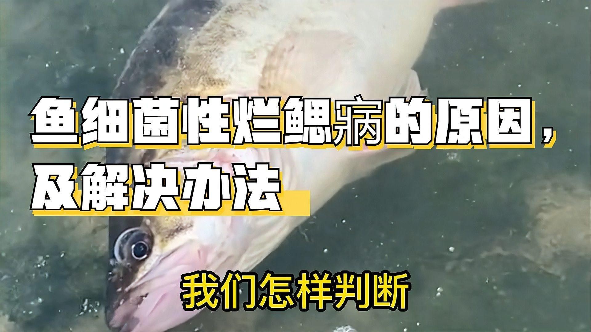 如何判斷龍魚是否感染細菌性爛鰓病（怎樣判斷龍魚是否感染細菌性爛鰓病）