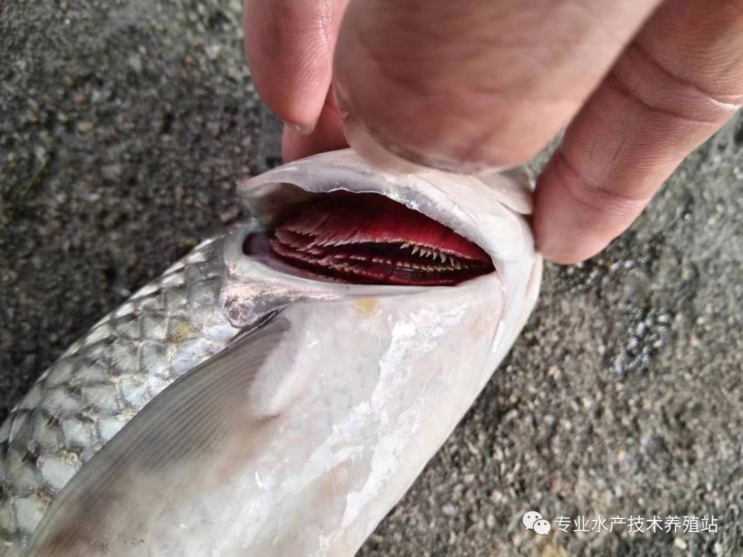 如何判斷龍魚是否感染細菌性爛鰓病（怎樣判斷龍魚是否感染細菌性爛鰓病）