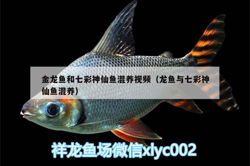 金龍魚和七彩神仙魚混養視頻（龍魚與七彩神仙魚混養）（七彩神仙魚可以和龍魚一起混養嗎）