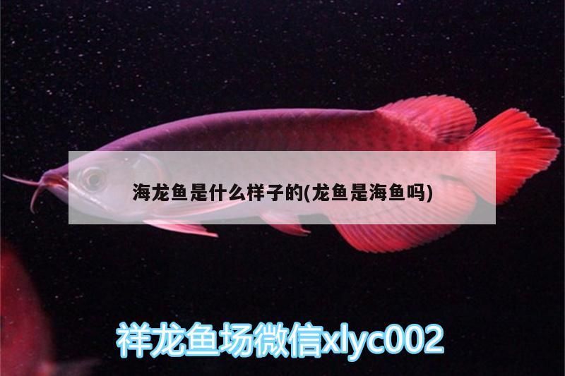斑馬狗頭能和龍魚混養(yǎng)嗎圖片視頻(斑馬狗頭可以和曼龍魚混養(yǎng)嗎)（海龍魚是什么樣子的） 斑馬狗頭能和龍魚混養(yǎng)嗎圖片視頻(斑馬狗頭可以和曼龍魚混養(yǎng)嗎)（海龍魚是什么樣子的） 觀賞魚百科