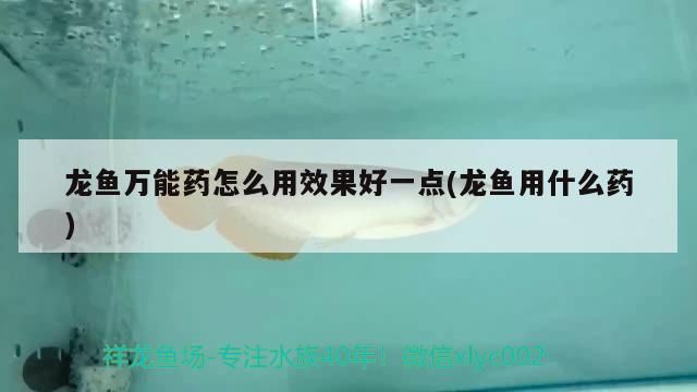 24k金龍魚什么意思啊網絡用語怎么說(網絡語金龍魚是什么意思)（龍魚萬能藥怎么用效果好一點） 24k金龍魚什么意思啊網絡用語怎么說(網絡語金龍魚是什么意思)（龍魚萬能藥怎么用效果好一點） 觀賞魚百科
