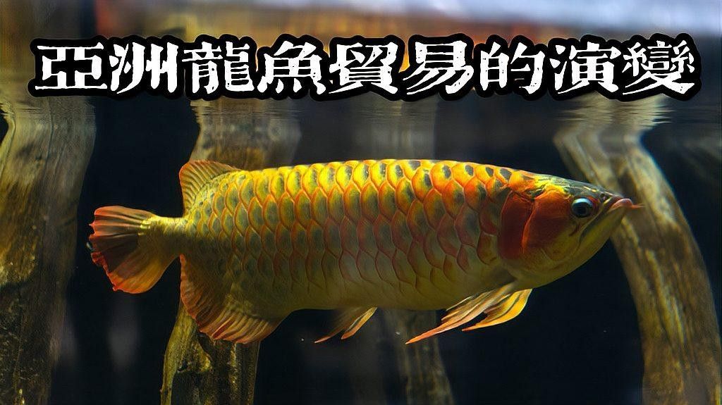 龍魚在印度尼西亞的文化中有什么意義（紅龍魚在印度尼西亞的文化中具有多重要的象征意義）