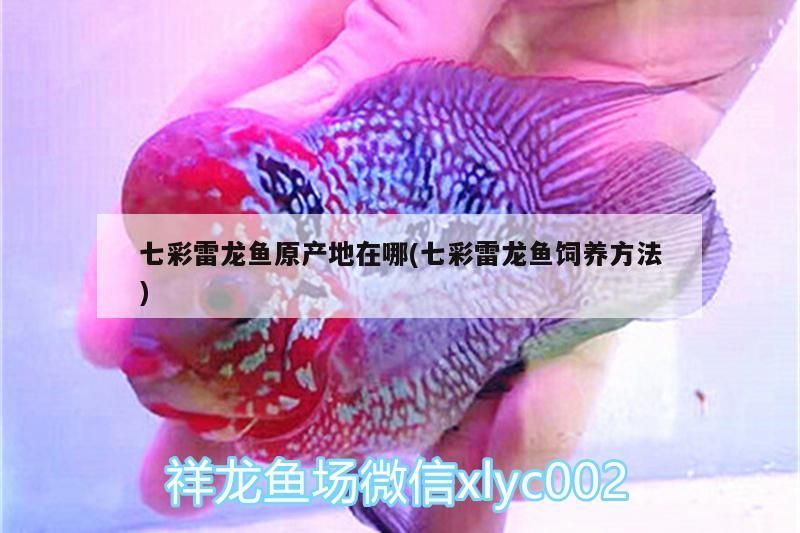 七彩雷龍魚原產地在哪(七彩雷龍魚飼養方法)（七彩雷龍魚原產地在哪）