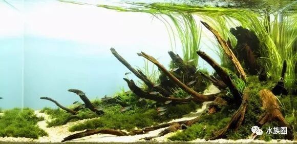 龍魚缸需要多大的加熱棒（魚缸加熱棒功率怎么選擇魚缸加熱棒有哪些分類）