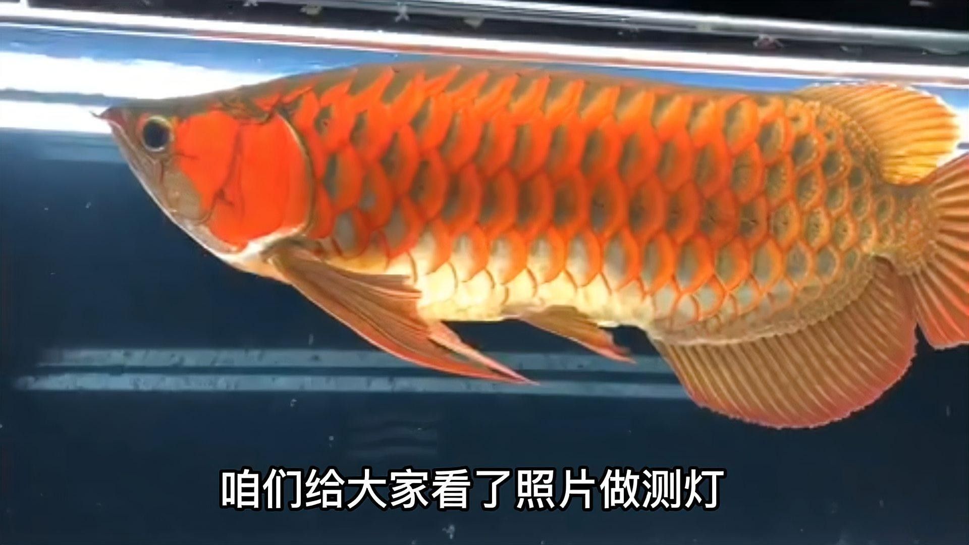 龍魚打側(cè)燈會(huì)影響生長嗎（魚打側(cè)燈對(duì)其生長的影響）