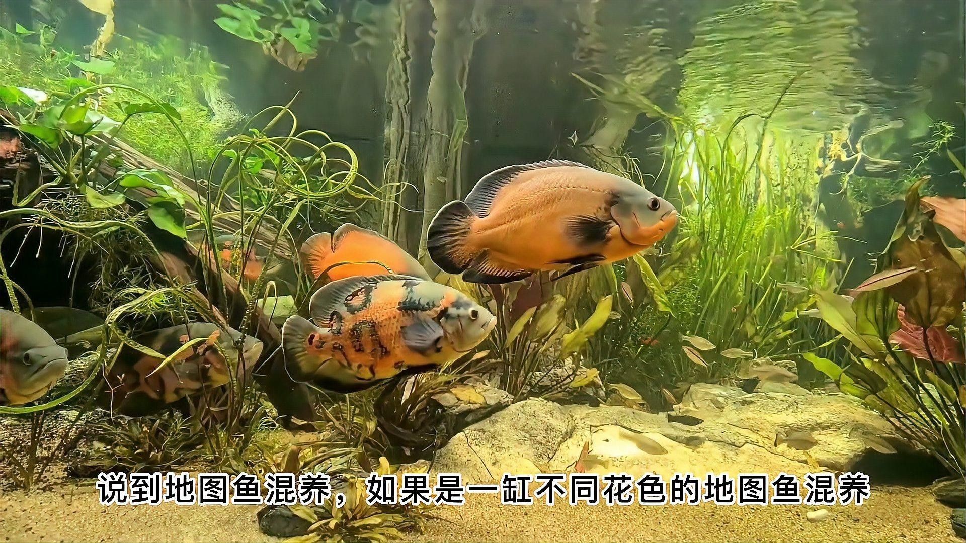 龍魚和地圖魚混養需要多大的魚缸（玄寵宿舍地圖魚和地圖魚混養需要多長時間適合養什么魚）