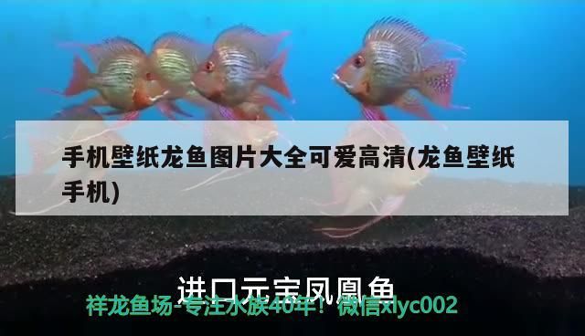 手機(jī)壁紙龍魚圖片大全可愛高清(龍魚壁紙手機(jī))（好運(yùn)魚壁紙大全圖片大全可愛高清）