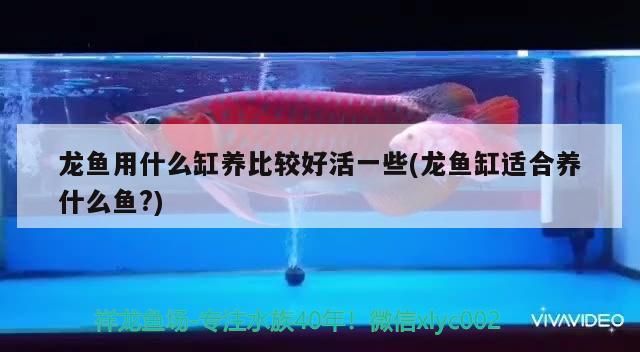 龍魚用什么缸養(yǎng)比較好活一些(龍魚缸適合養(yǎng)什么魚?)（龍魚用什么缸養(yǎng)比較好活一些）