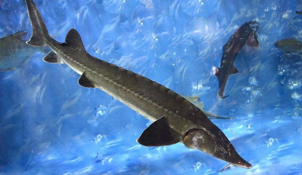 河源鱘龍魚有哪些品種？（河源鱘龍魚怎么養養鱘龍魚應該注意什么）