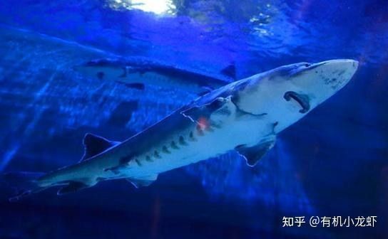 河源鱘龍魚有哪些品種？（河源鱘龍魚怎么養養鱘龍魚應該注意什么）