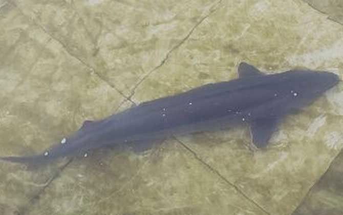 河源鱘龍魚有哪些品種？（河源鱘龍魚怎么養養鱘龍魚應該注意什么）