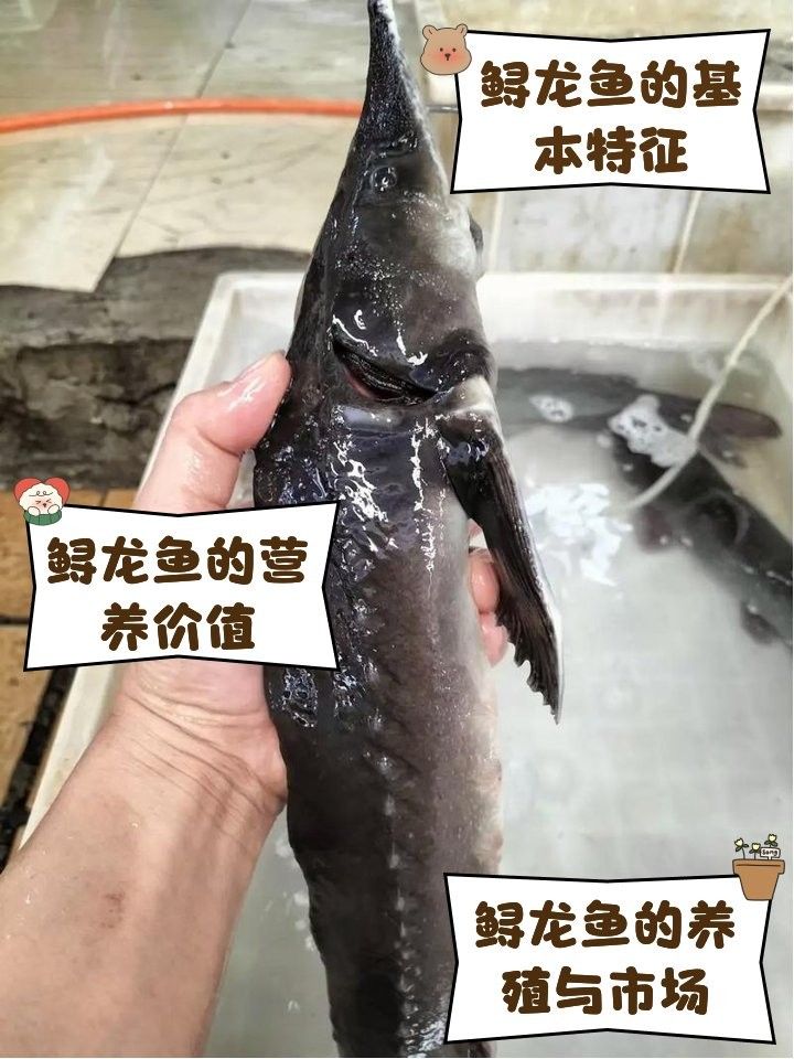 河源鱘龍魚有哪些品種？（河源鱘龍魚怎么養養鱘龍魚應該注意什么）