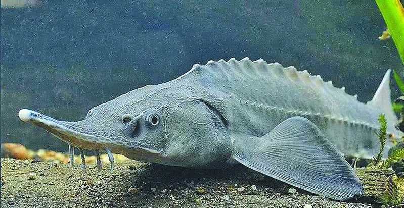河源鱘龍魚有哪些品種？（河源鱘龍魚怎么養養鱘龍魚應該注意什么）