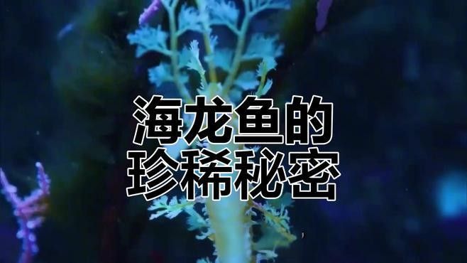 海龍科魚類有哪些保護動物（海龍是保護動物嗎）
