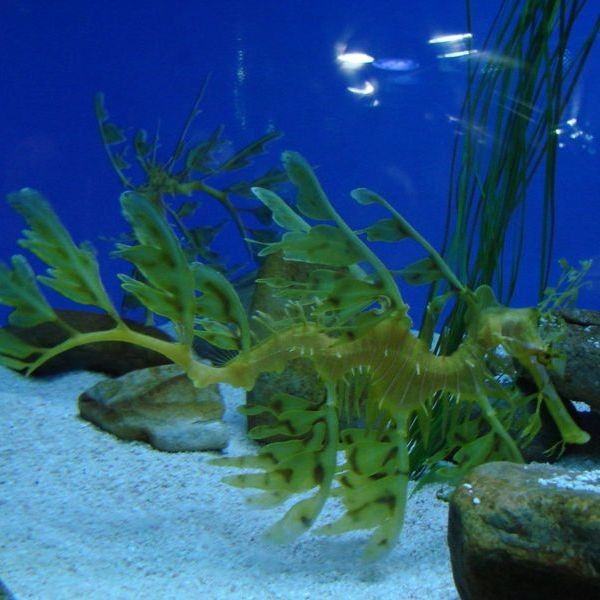 海龍科魚類有哪些保護動物（海龍是保護動物嗎）