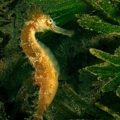 海龍科魚類有哪些保護動物（海龍是保護動物嗎）