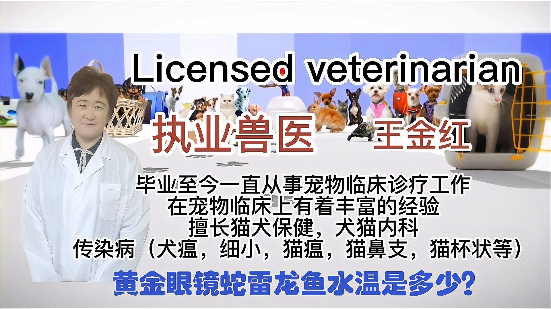 哪些雷龍魚(yú)品種能耐受31℃水溫？（在31℃水溫下生活的雷龍魚(yú)品種能夠適應(yīng)并保持健康）