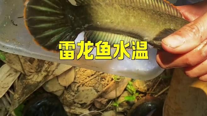 哪些雷龍魚(yú)品種能耐受31℃水溫？（在31℃水溫下生活的雷龍魚(yú)品種能夠適應(yīng)并保持健康）