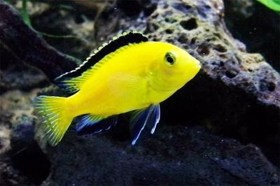 觀賞魚熱門排行榜最新（2018觀賞魚熱門排行榜）
