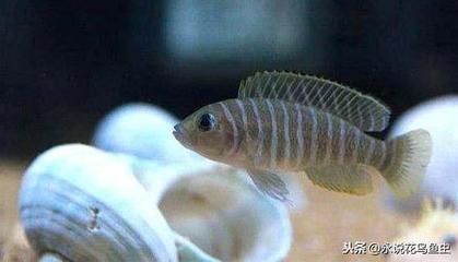 觀賞魚熱門排行榜最新（2018觀賞魚熱門排行榜）