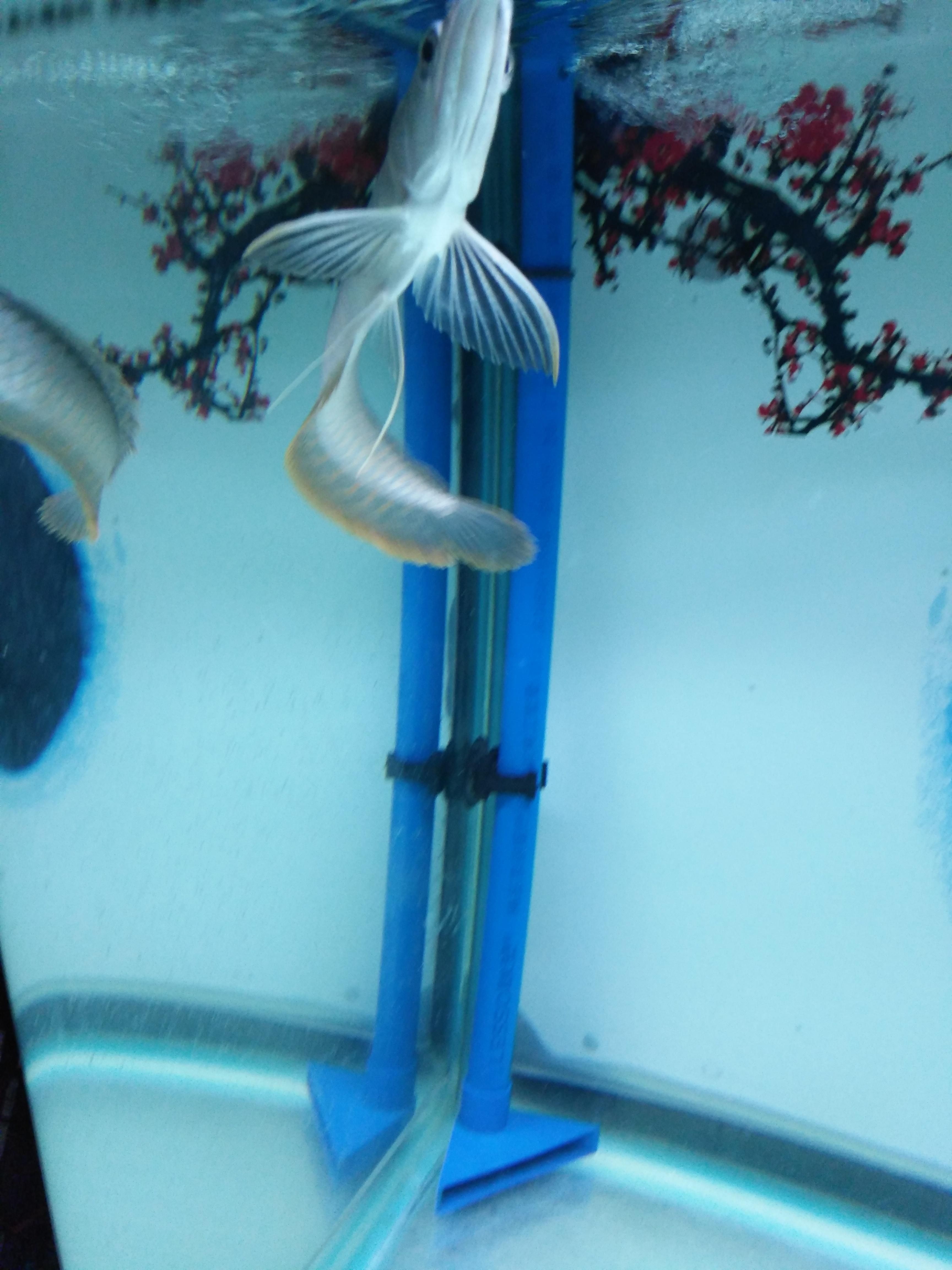 金龍魚死了有什么預兆【龍魚間斷的抖是怎么回事】（如何判斷金龍魚是否生病？）