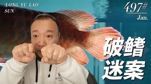 推薦一些高清紅龍魚(yú)視頻資源（精選高清紅龍魚(yú)視頻資源推薦）