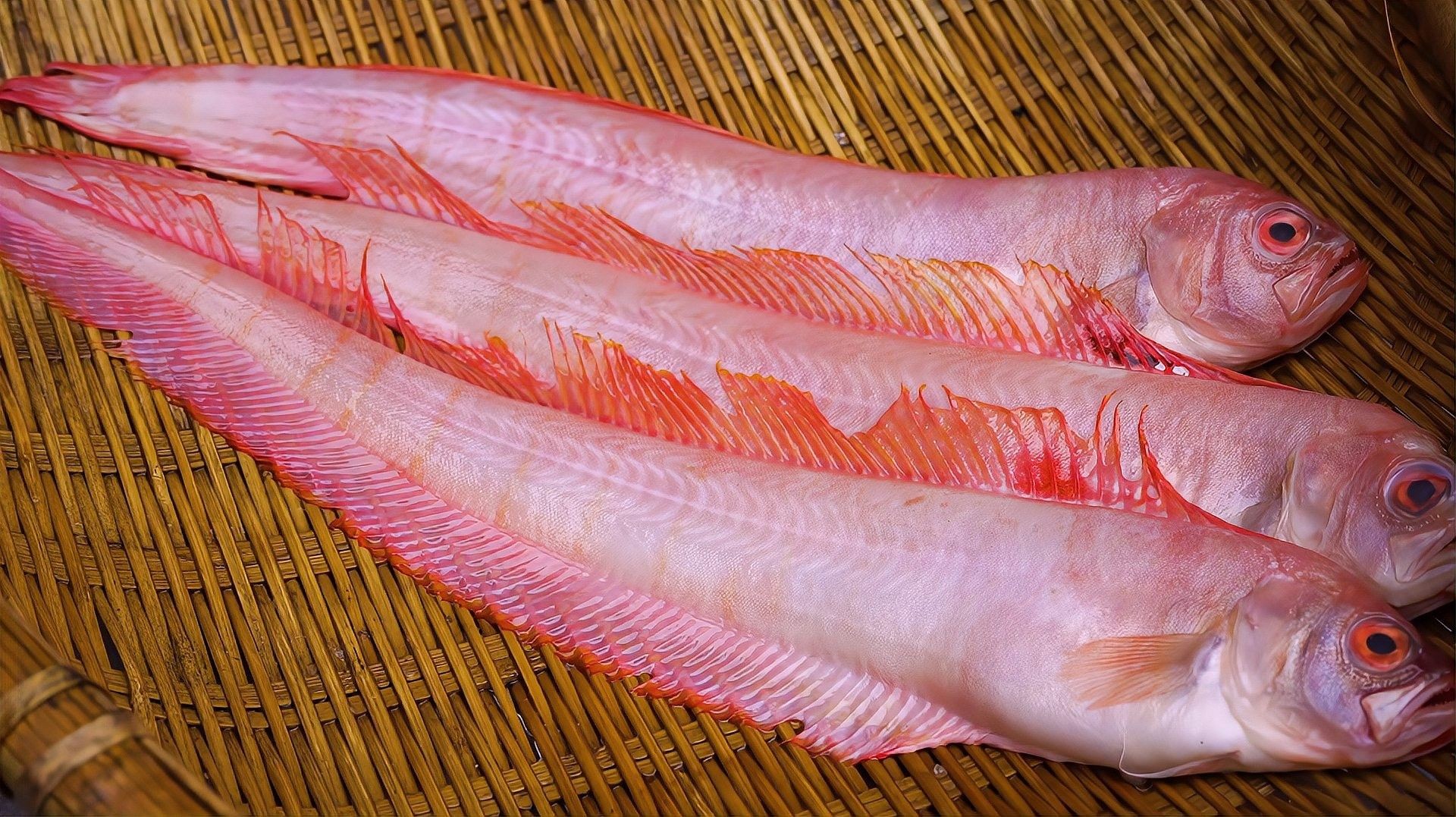 紅帶魚是什么魚（福建媳婦教你做閩南特色菜“醬油水”下酒下飯紅帶魚）