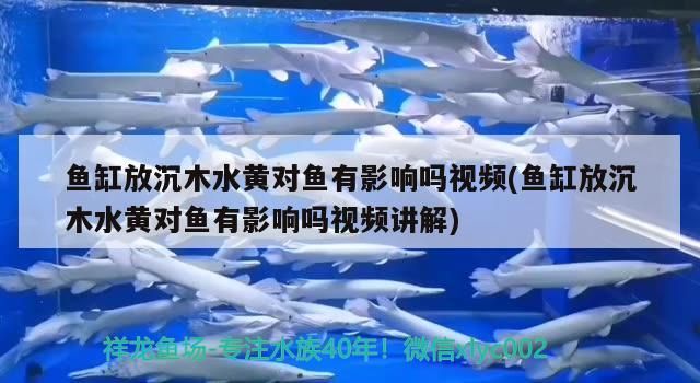 魚缸放沉木水黃對魚有影響嗎視頻(魚缸放沉木水黃對魚有影響嗎視頻講解)（魚缸放沉木水黃對魚有影響嗎）