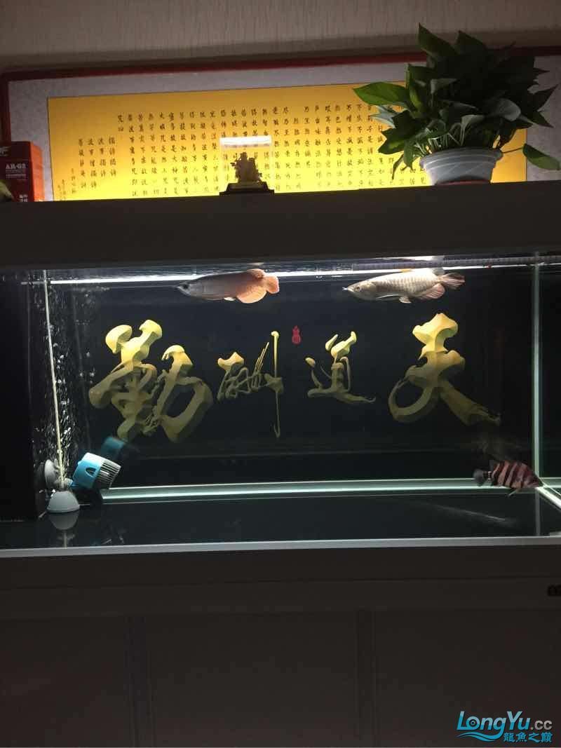 晚上曬魚（曬魚的歷史背景）