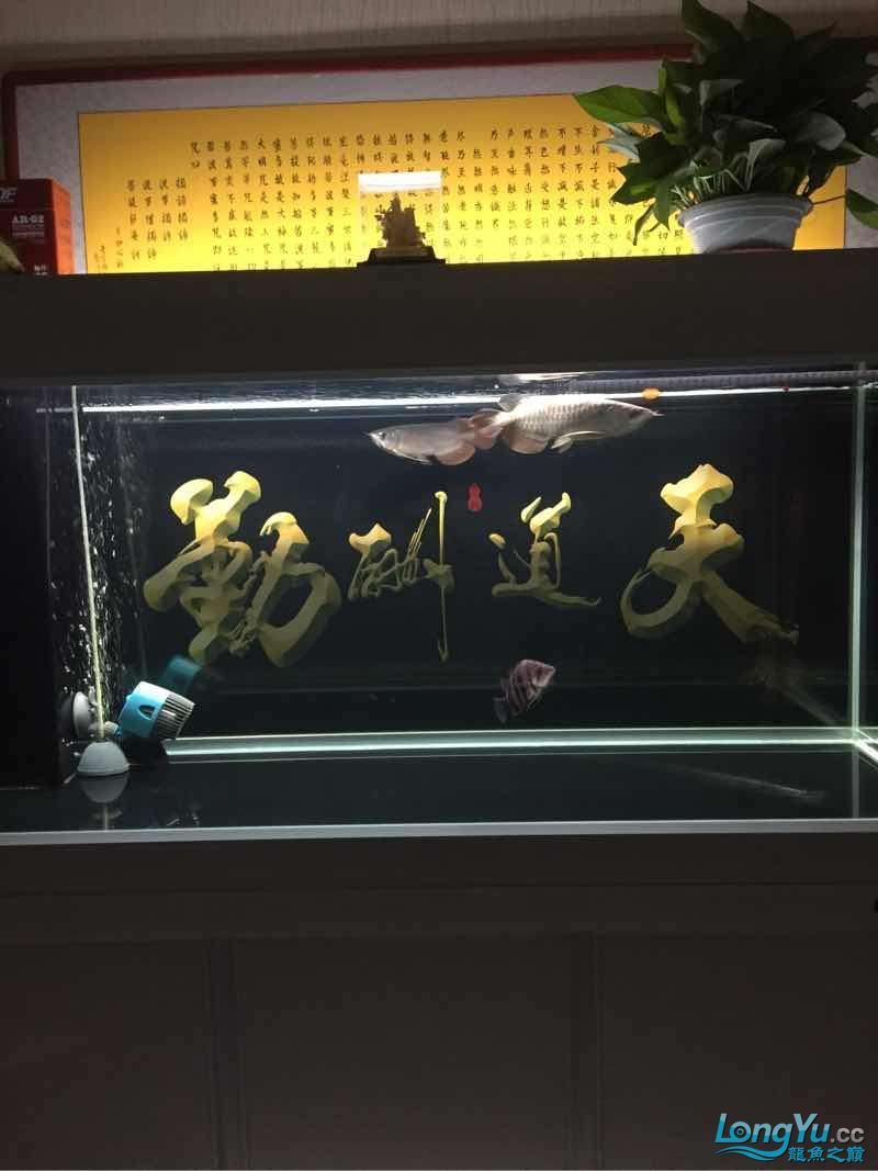 晚上曬魚（曬魚的歷史背景）