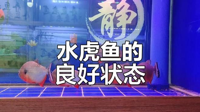 如何判斷虎魚和龍魚是否健康（如何判斷水虎魚狀態(tài)，游姿變化揭示健康與否）