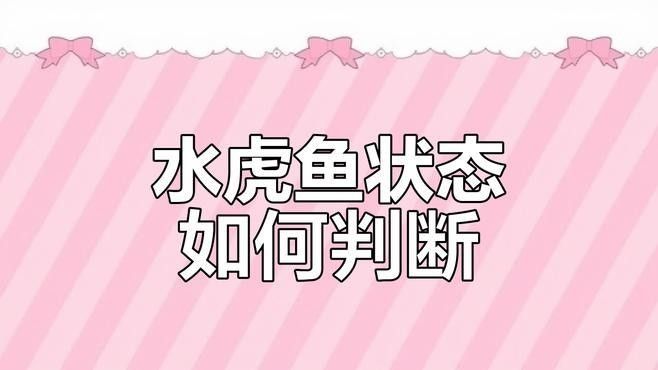 如何判斷虎魚和龍魚是否健康（如何判斷水虎魚狀態(tài)，游姿變化揭示健康與否）